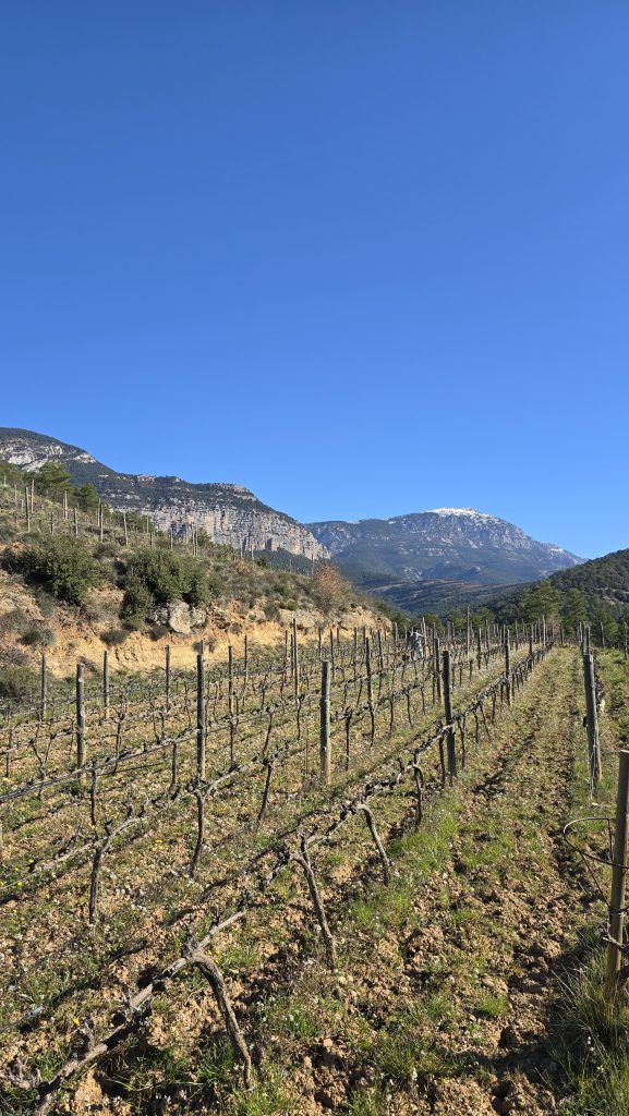 y-la-dedicacion-por-la-vinicultura