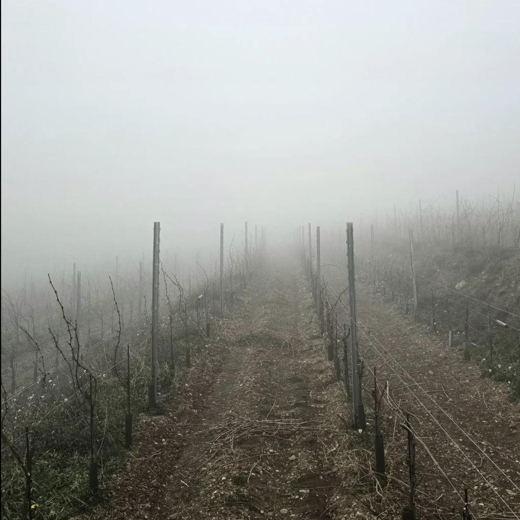 Vista interior de la viña con mucha niebla y condiciones de alta montaña.