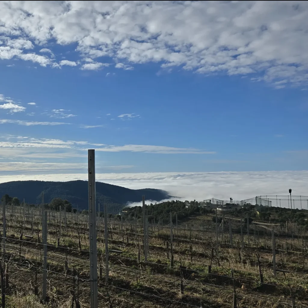 vista lateral de la viña de alta montaña.