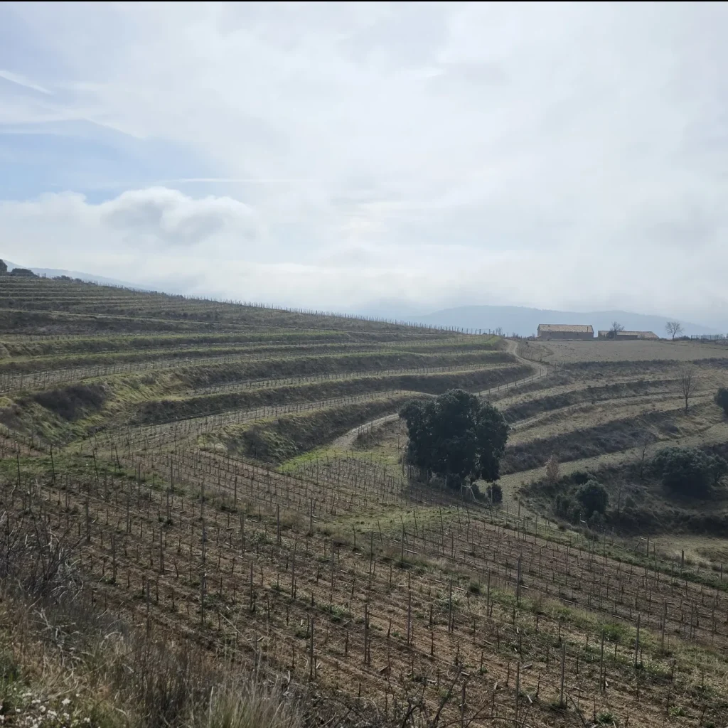 vista lateral de la viña de alta montaña.