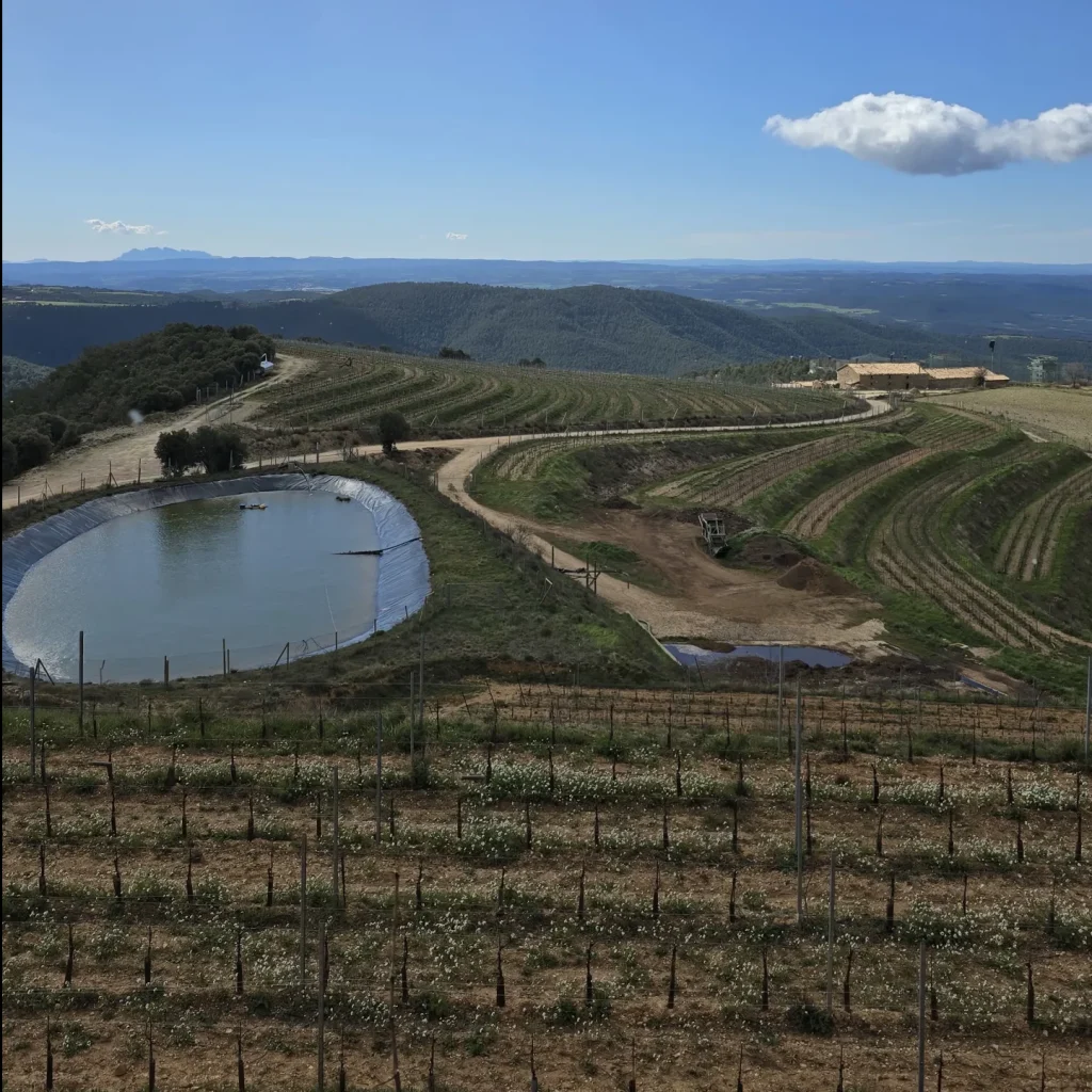Vista panorámica de la viña con montañas de fondo.