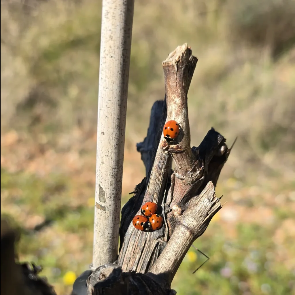 Vista de la biodiversidad en la viña, se ven unas mariquitas.