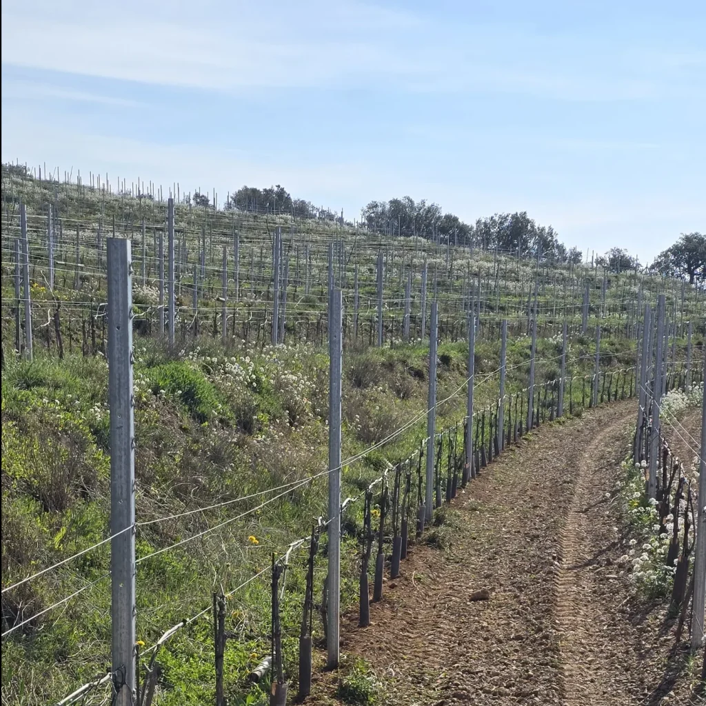 Vista interior de la viña con cielo soleado.
