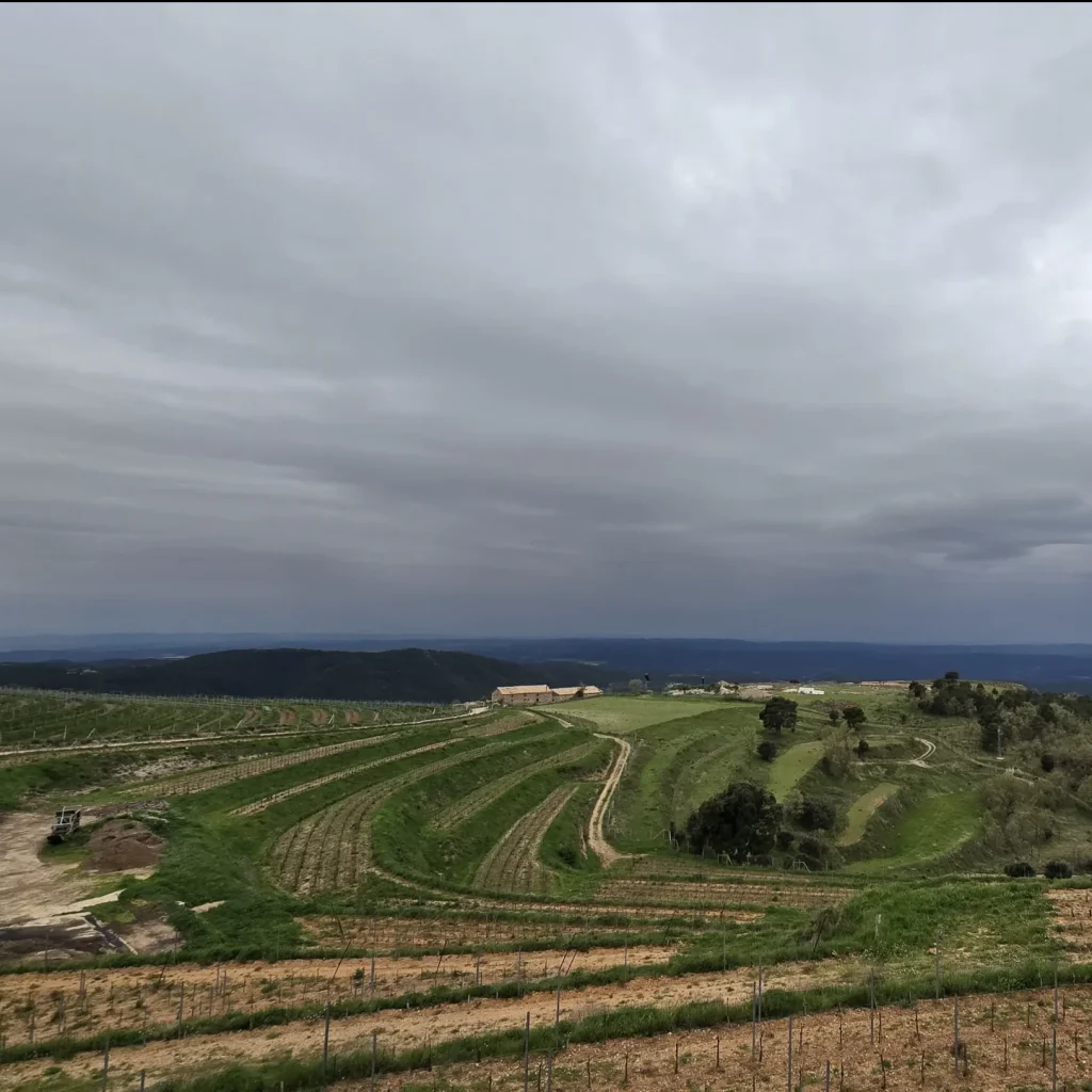 Vista panorámica de la viña con cielo nublado.