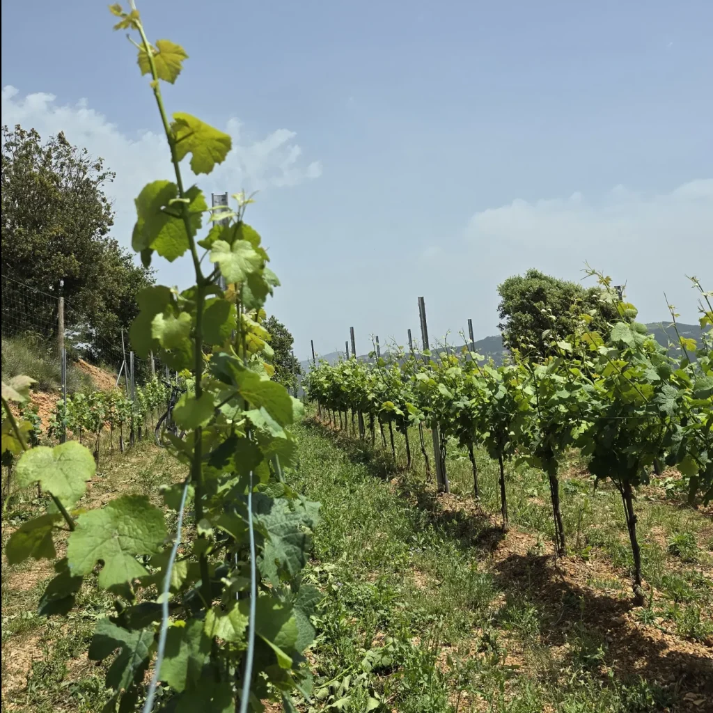 Vista interior de la viña.