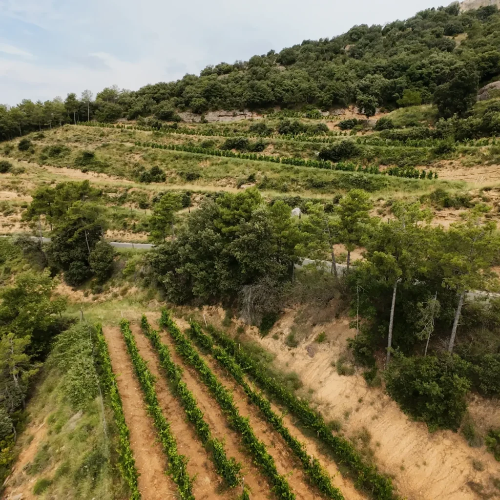 DJI_20250705110534_0004_D