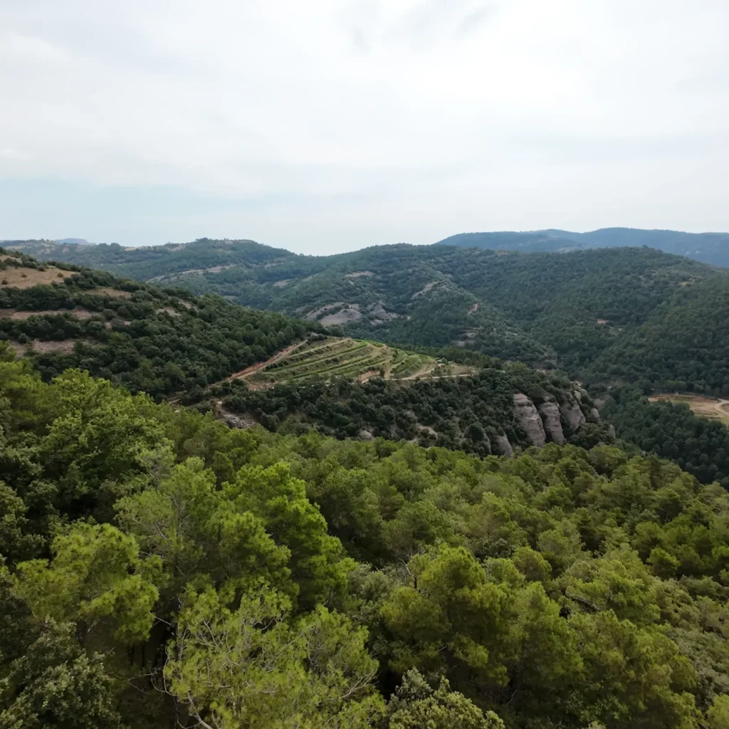 DJI_20250705110548_0005_D