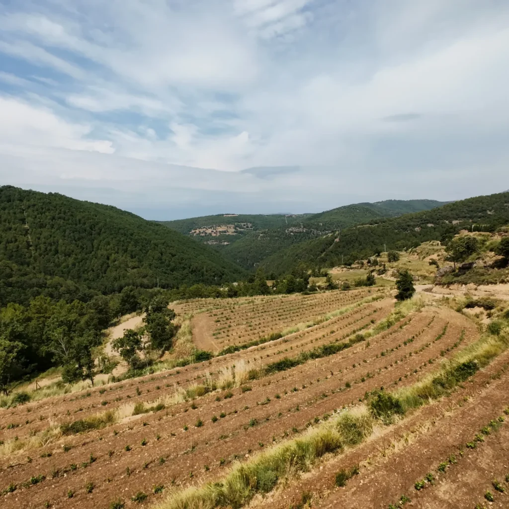 DJI_20250705115302_0031_D