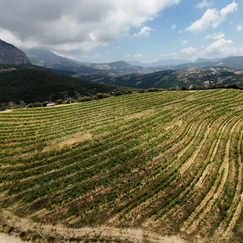 Vista aérea de la viña con montañas de fondo