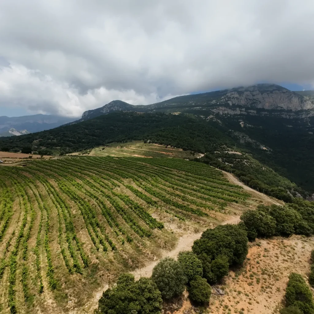 Vista aérea de la viña con la roca de Canalada de fondo.