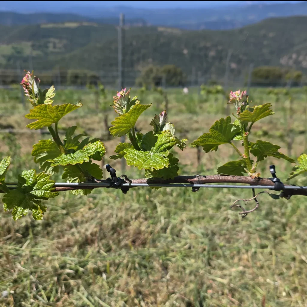 Vista de como brota la viña de alta montana.